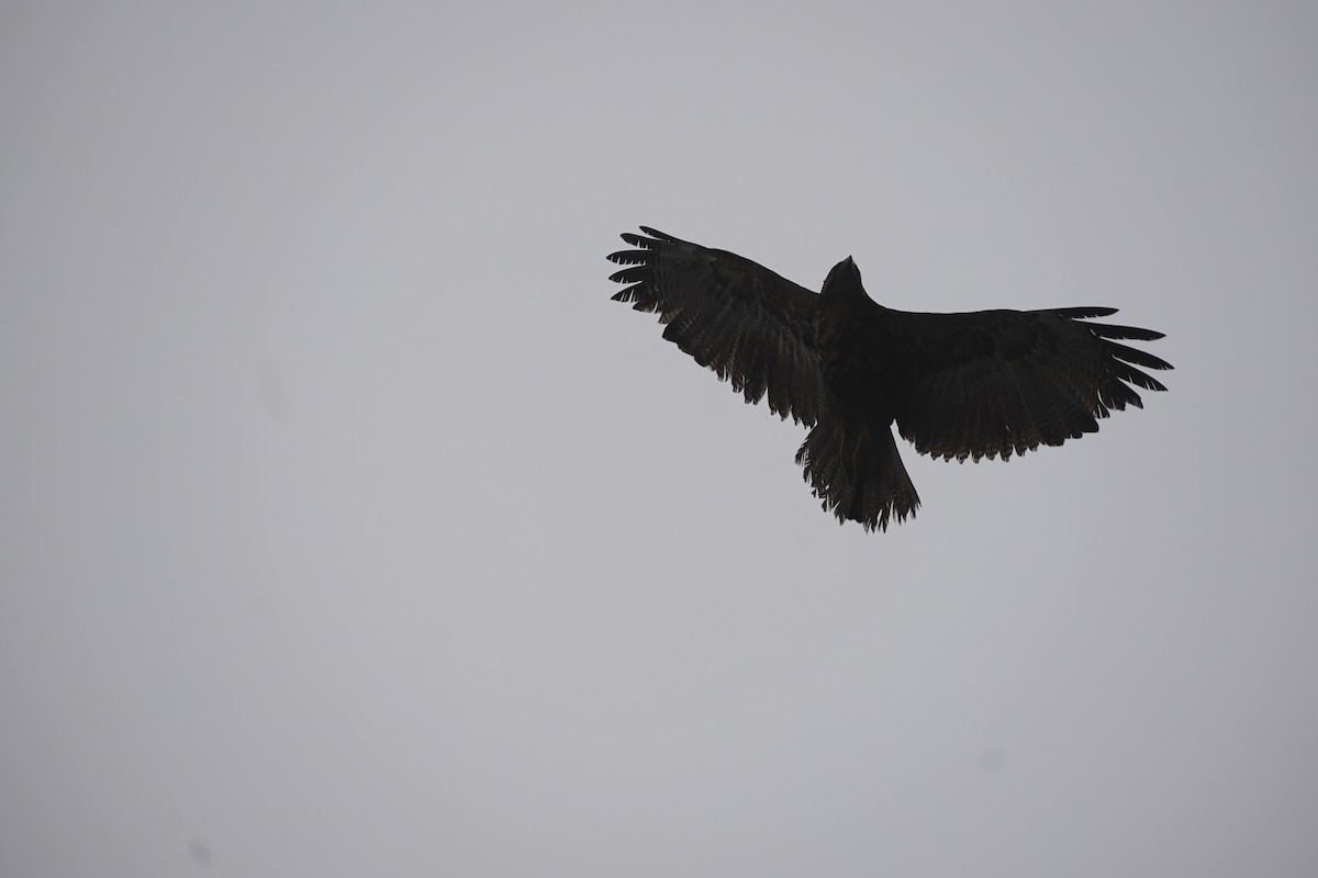 Black-chested Buzzard-Eagle - ML643504927