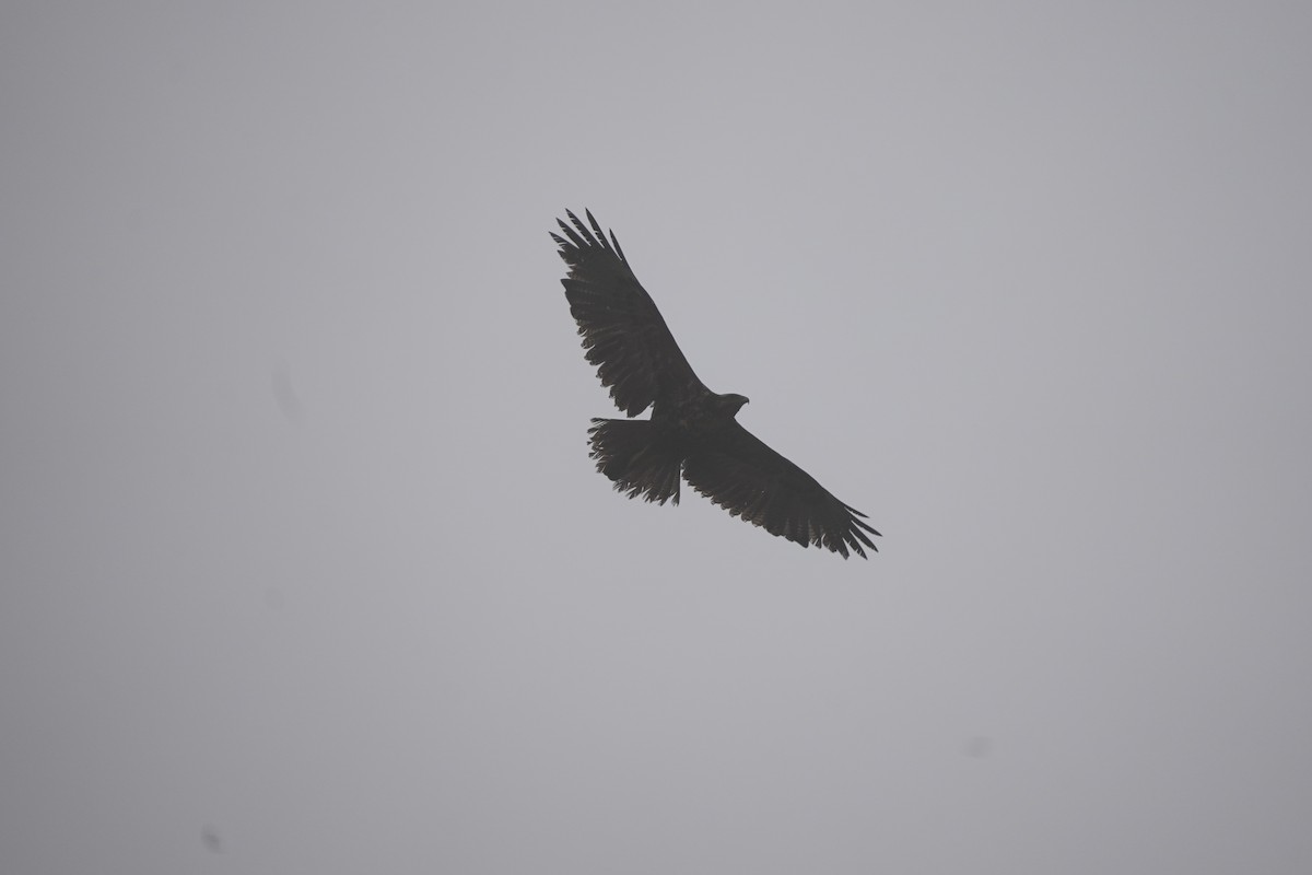 Black-chested Buzzard-Eagle - ML643504928