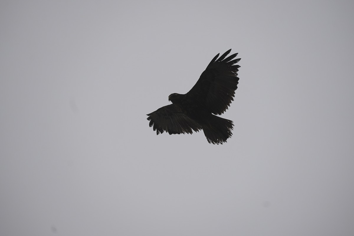 Black-chested Buzzard-Eagle - ML643504929