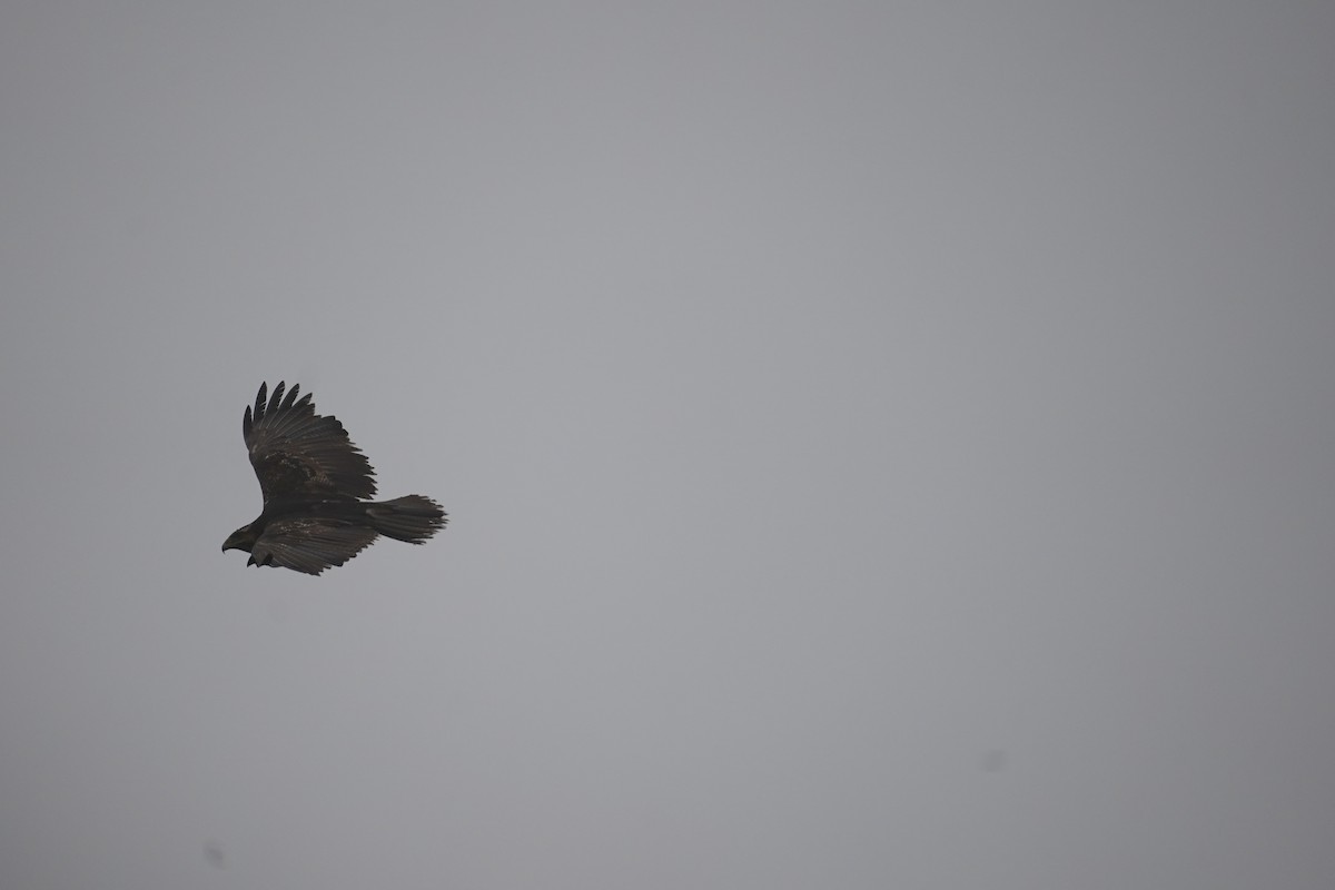 Black-chested Buzzard-Eagle - ML643504930