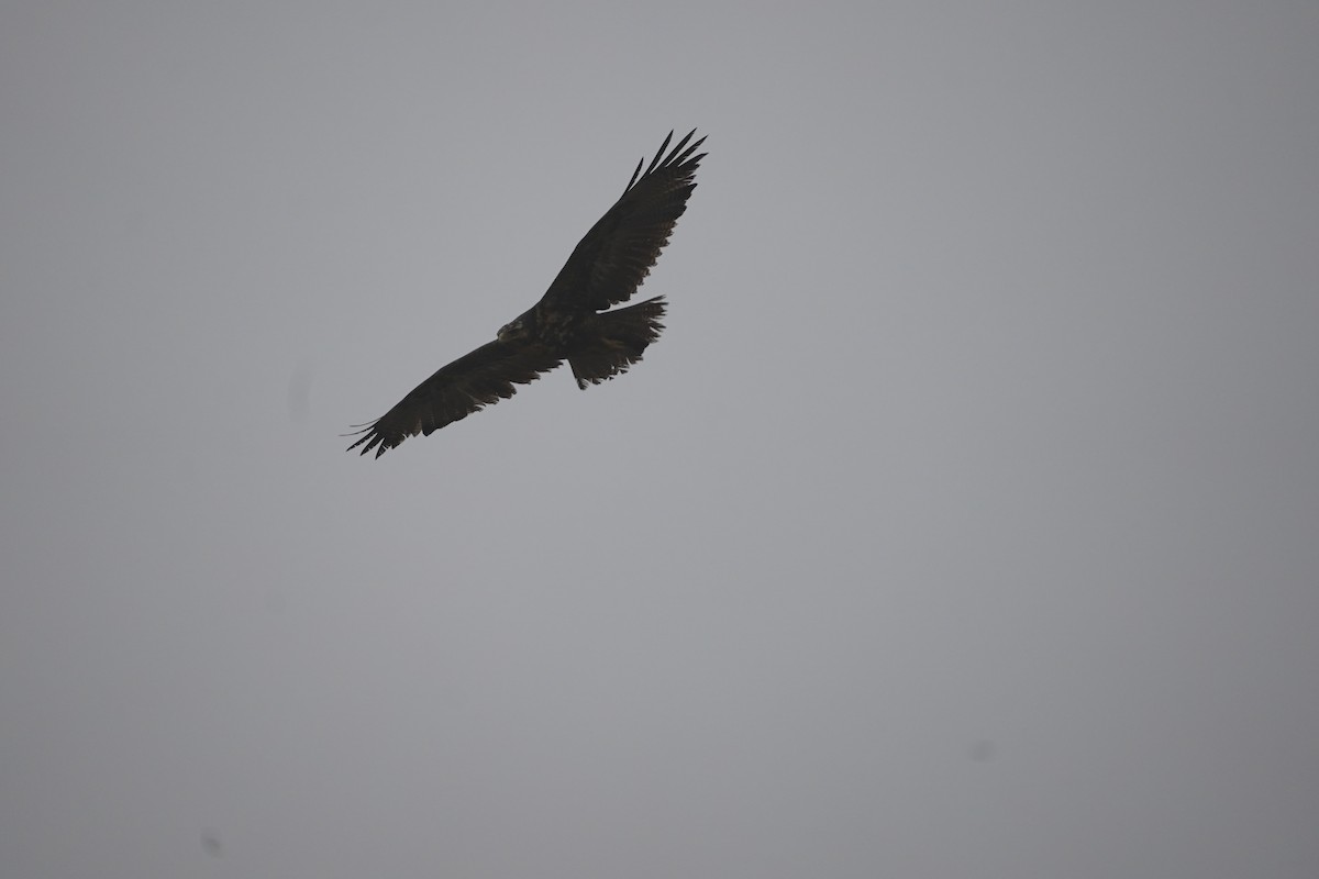 Black-chested Buzzard-Eagle - ML643504931