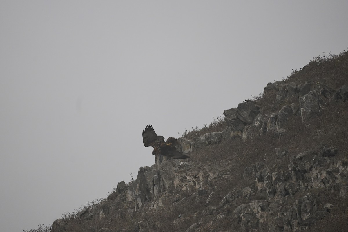 Black-chested Buzzard-Eagle - ML643504932