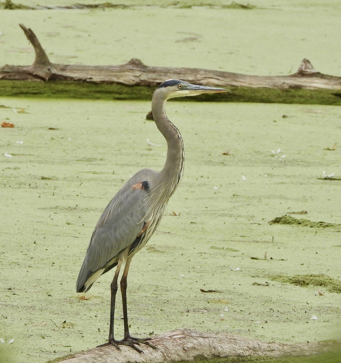 Garza Azulada - ML643504942