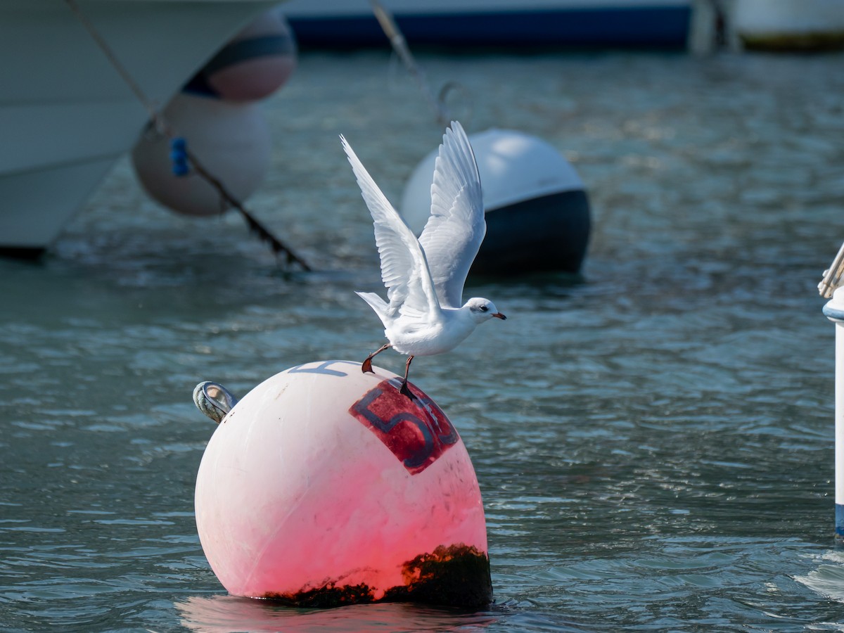 Mediterranean Gull - ML643504944