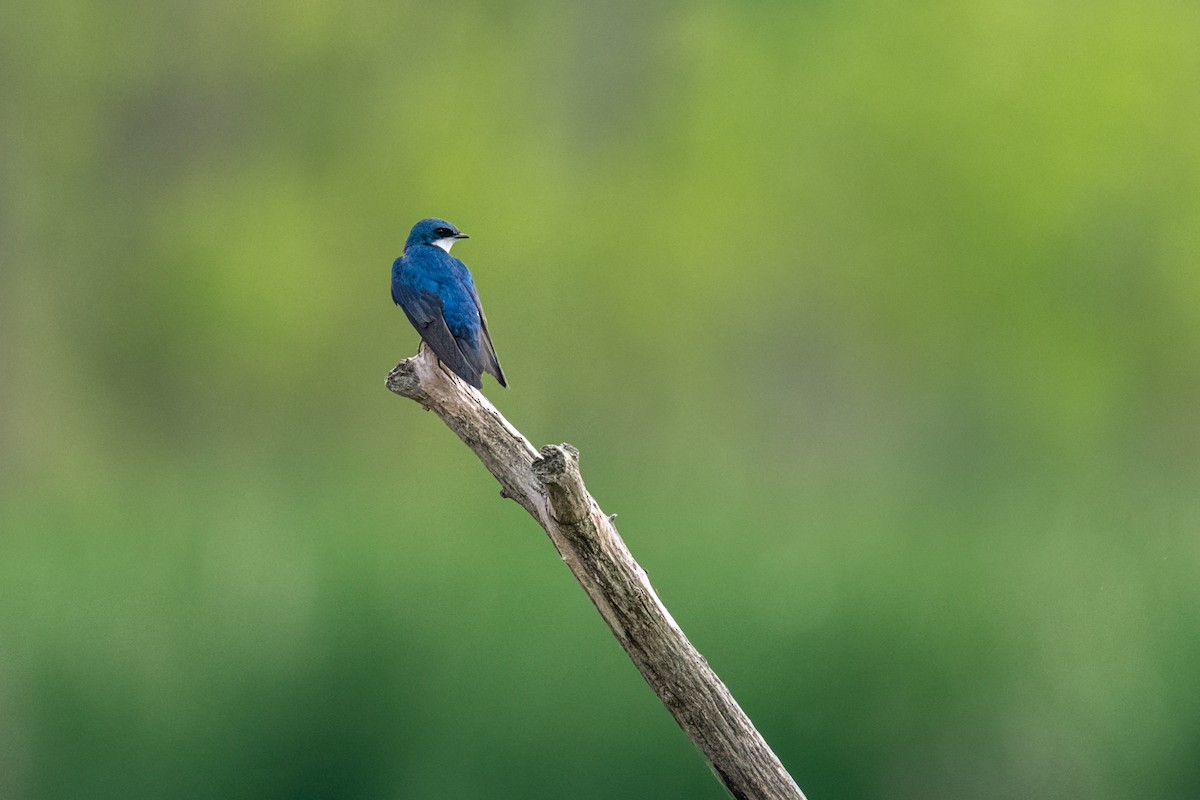 Tree Swallow - ML643504945