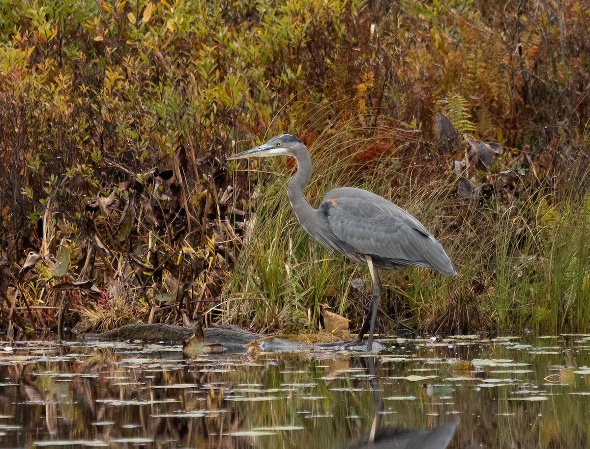 Garza Azulada - ML643504957