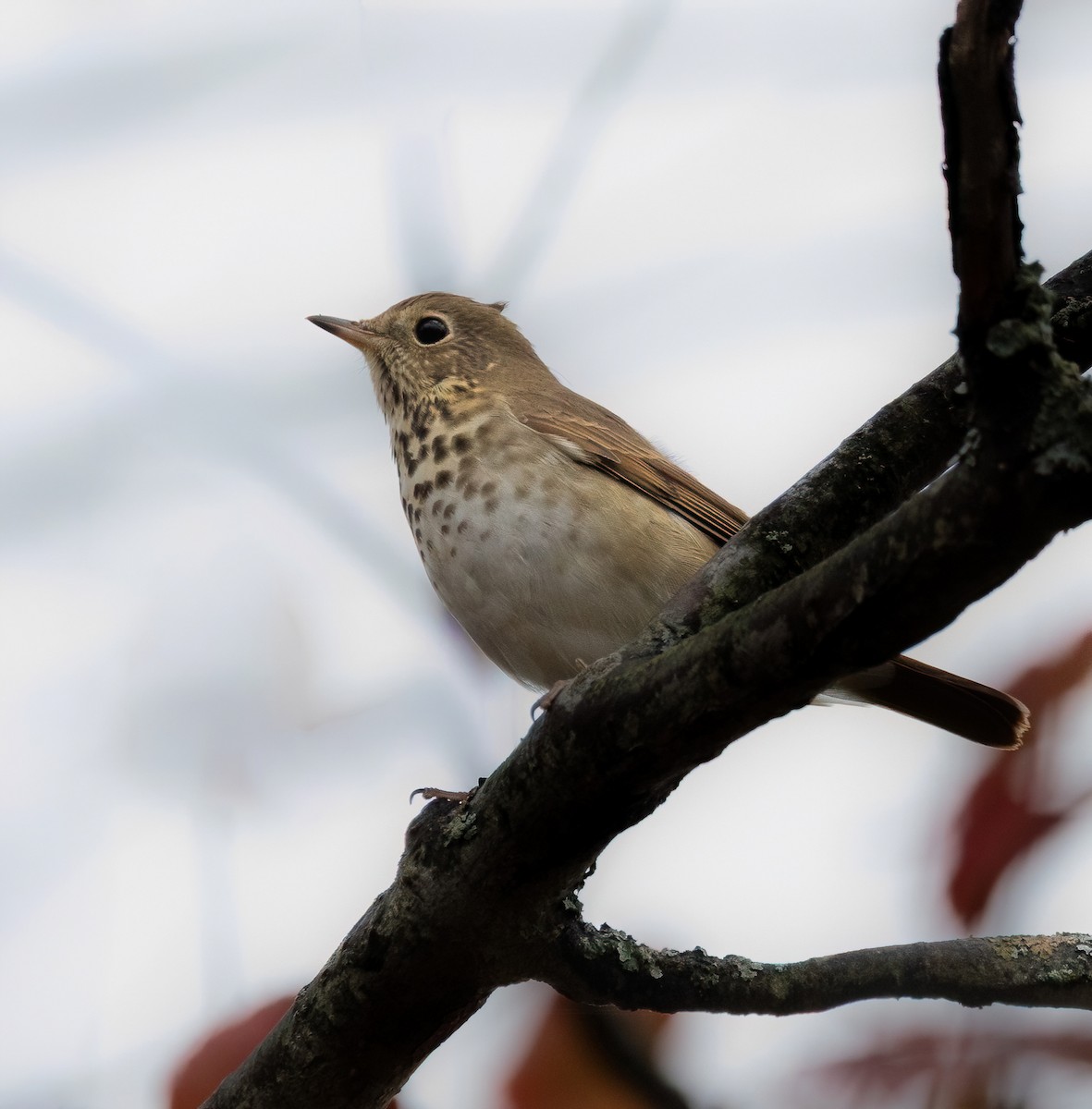 Hermit Thrush - ML643504971