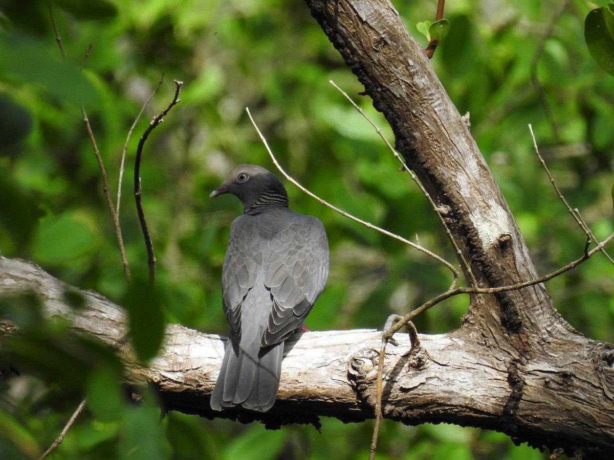 White-crowned Pigeon - ML643504982