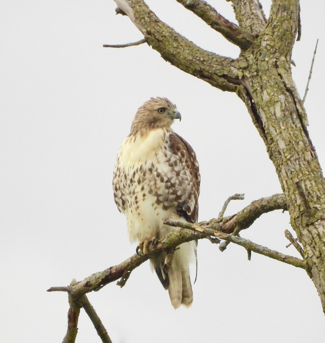 Red-tailed Hawk - ML643504983