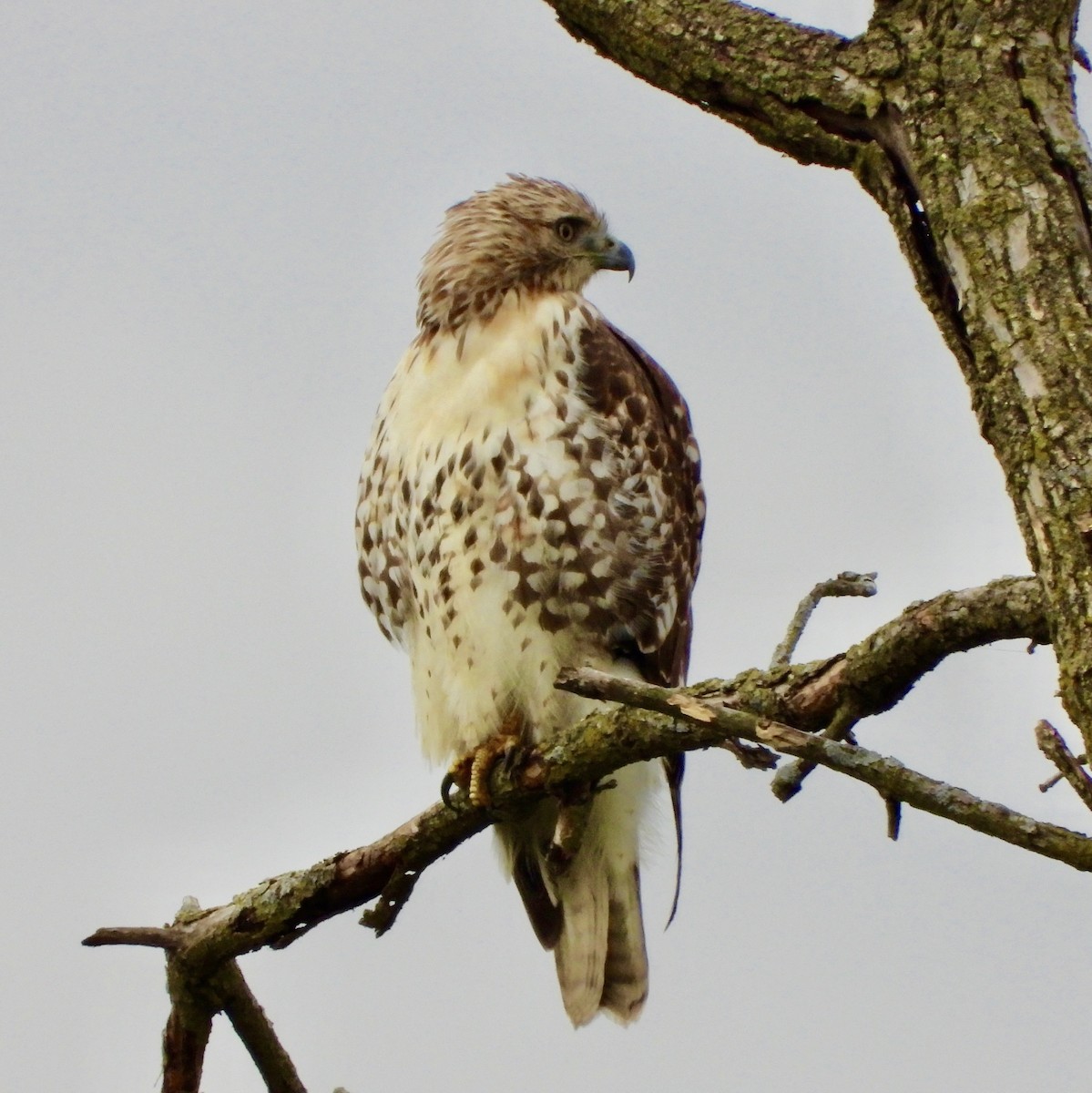 Red-tailed Hawk - ML643504984