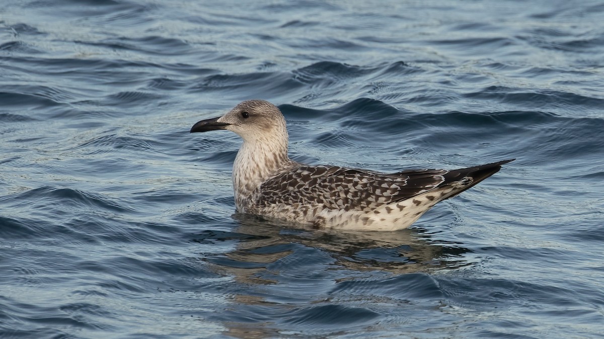 Great Black-backed Gull - ML643504991