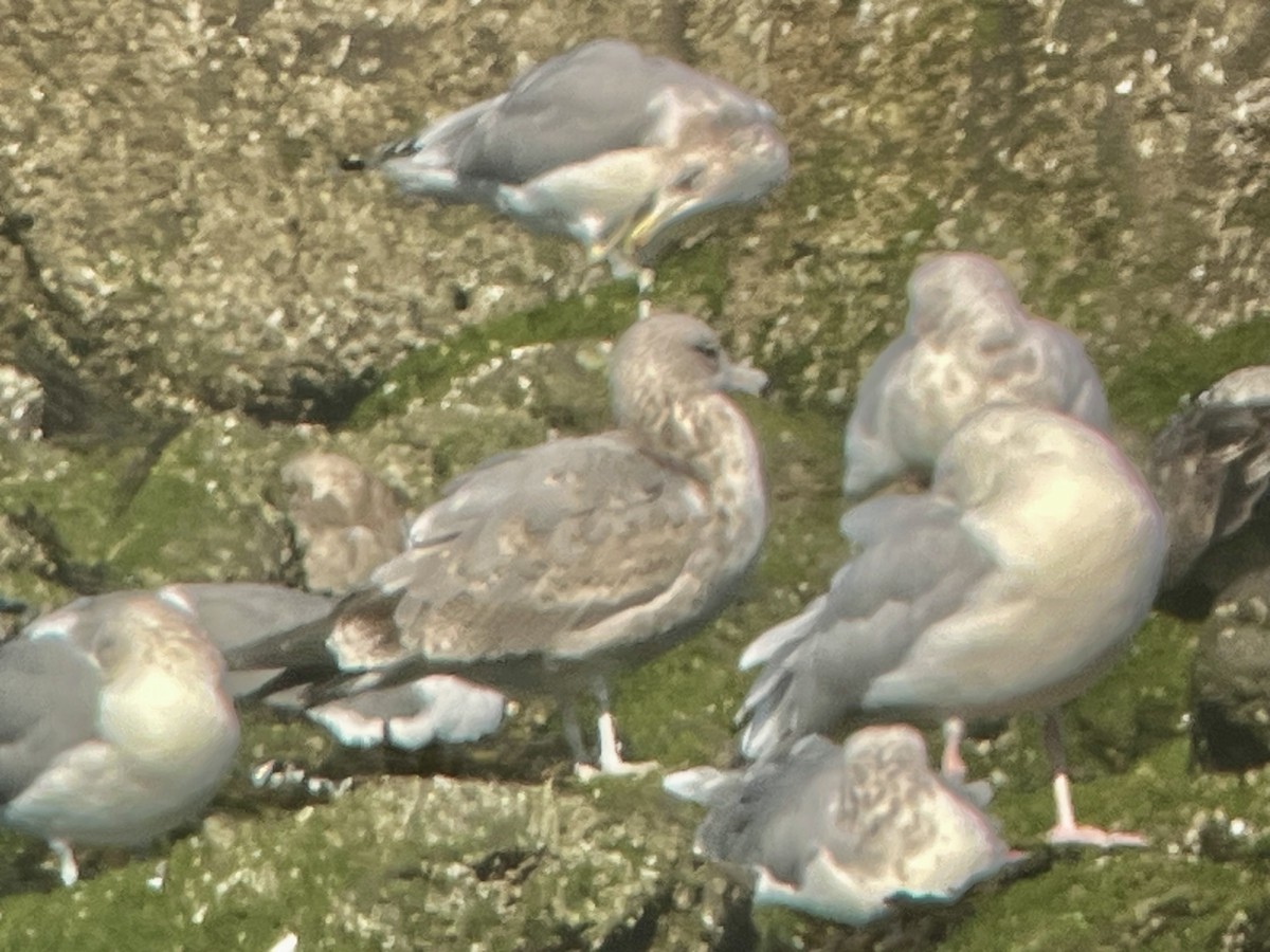 California Gull - ML643504995