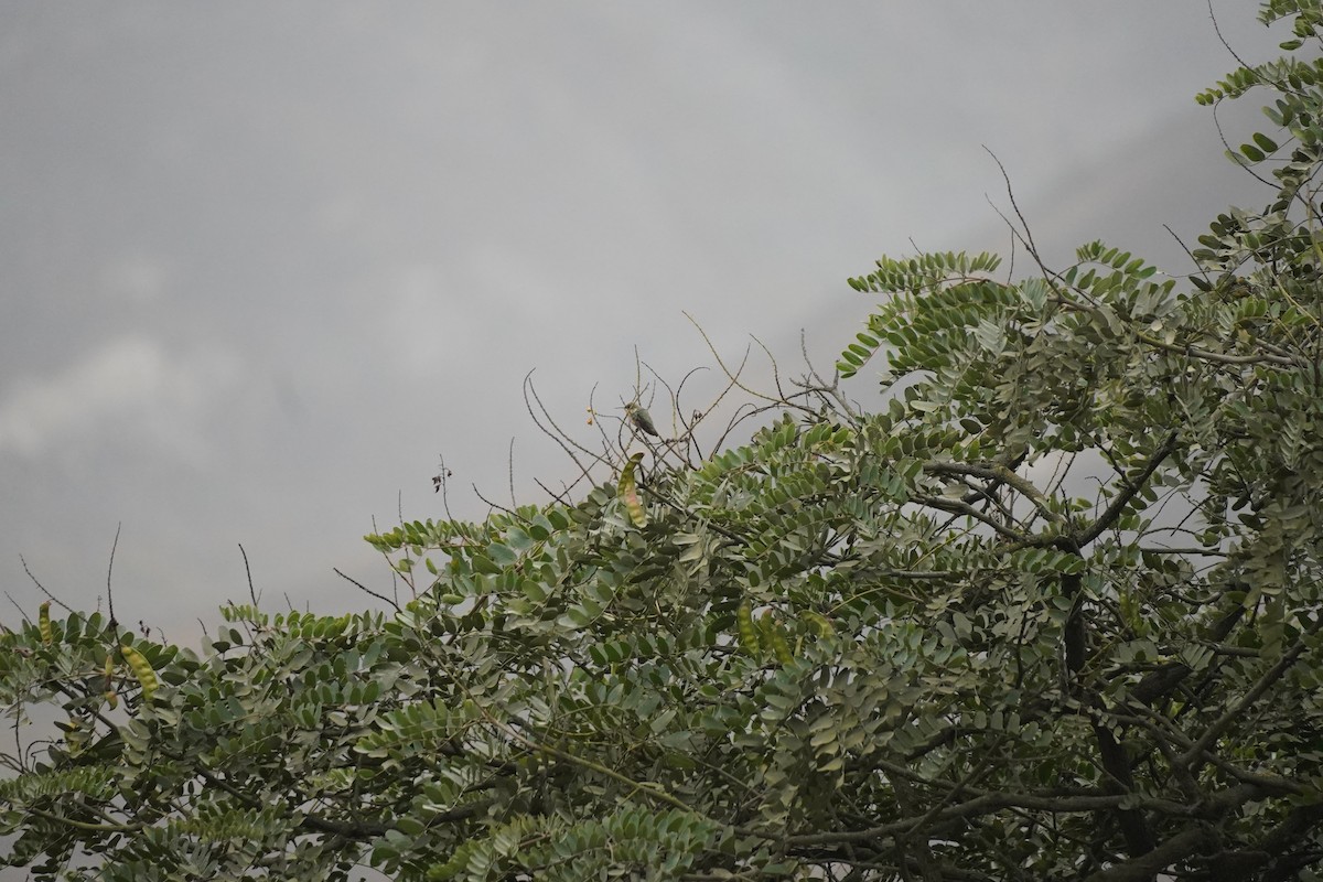 Peruvian Sheartail - ML643505004