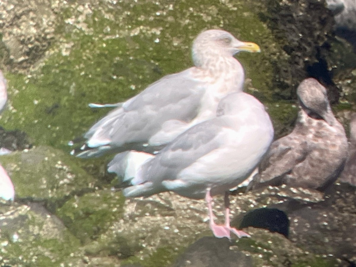 American Herring Gull - ML643505006