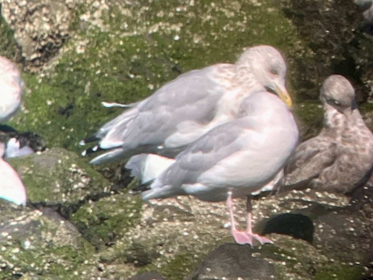 American Herring Gull - ML643505007