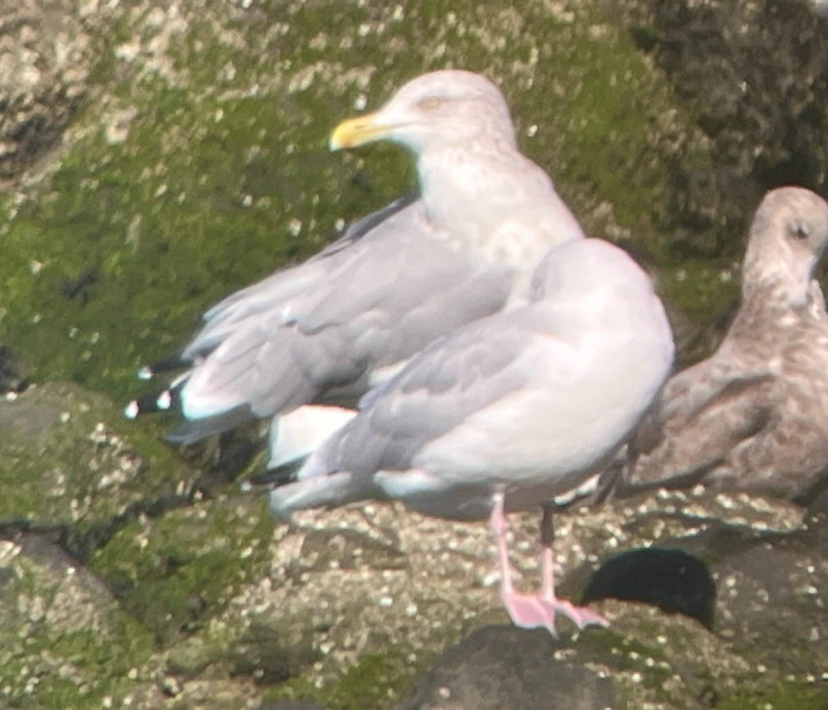 American Herring Gull - ML643505008