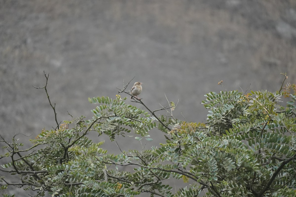 Peruvian Meadowlark - ML643505014