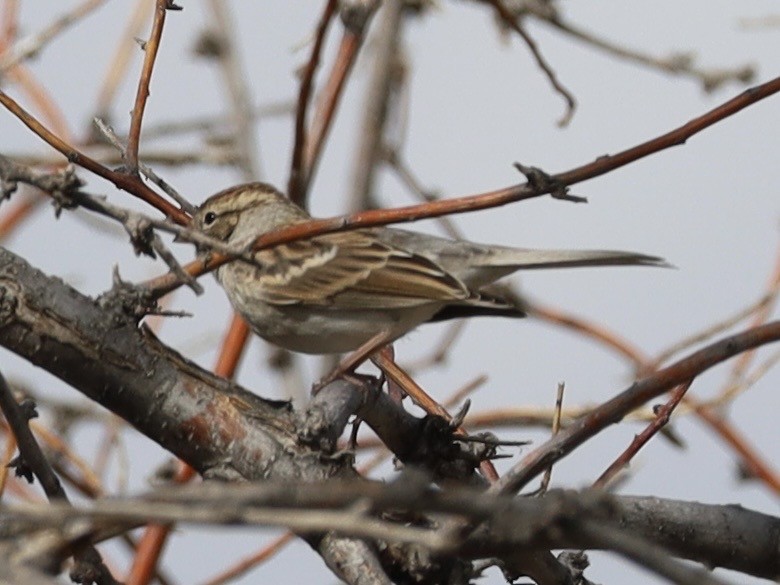 Chipping Sparrow - ML643505022