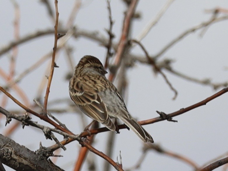 Chipping Sparrow - ML643505027