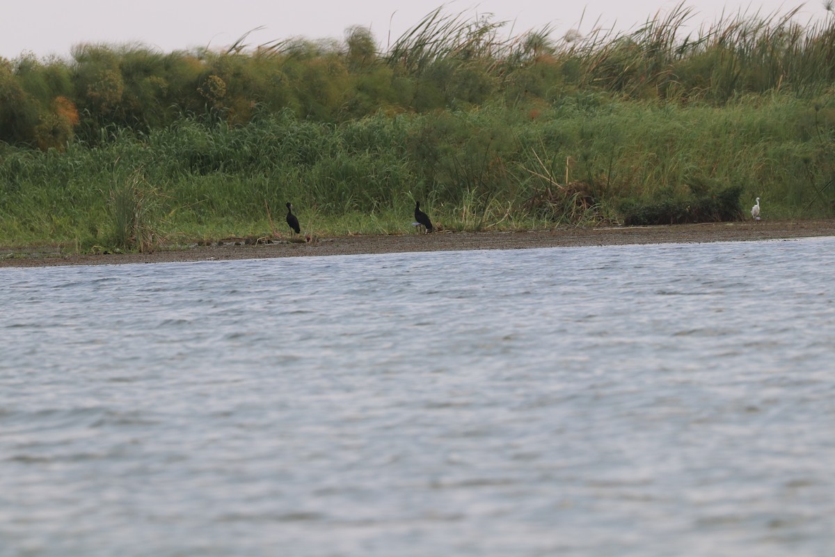 African Openbill - ML643505045