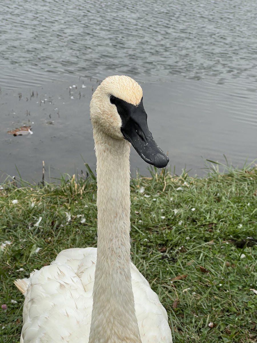 labuť trubač - ML643505046