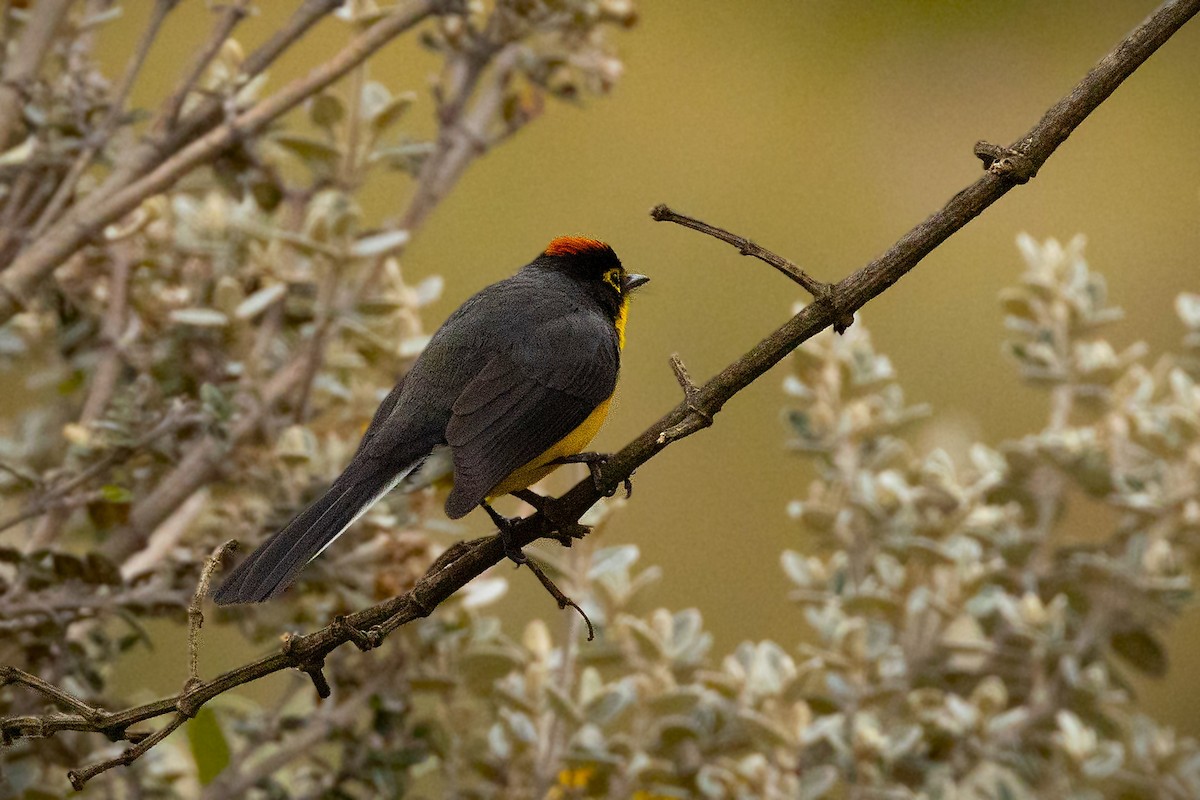 Spectacled Redstart - ML643505066