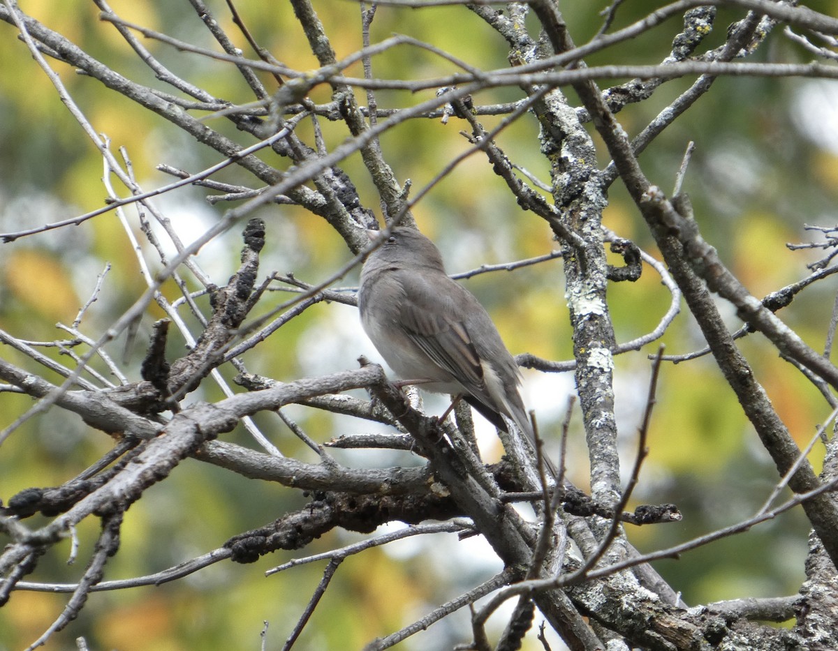 Dark-eyed Junco - ML643505080