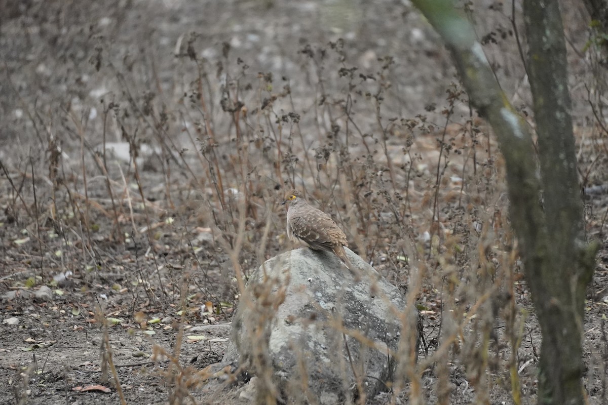 Bare-faced Ground Dove - ML643505084