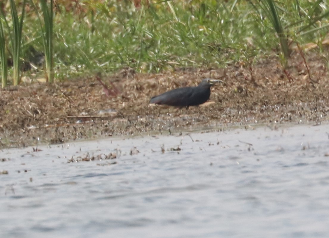 Rufous-bellied Heron - ML643505085
