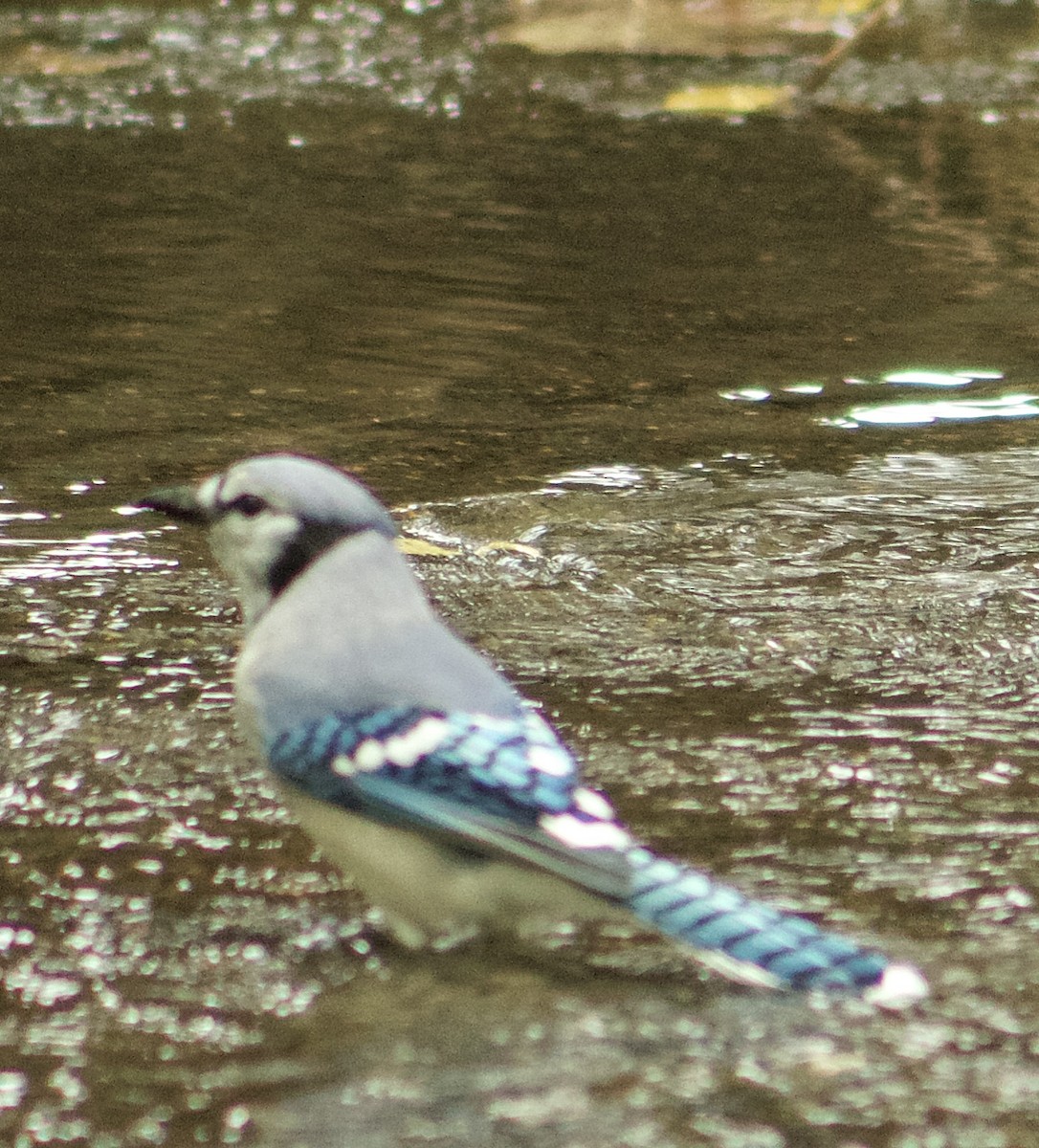 Blue Jay - ML643505087