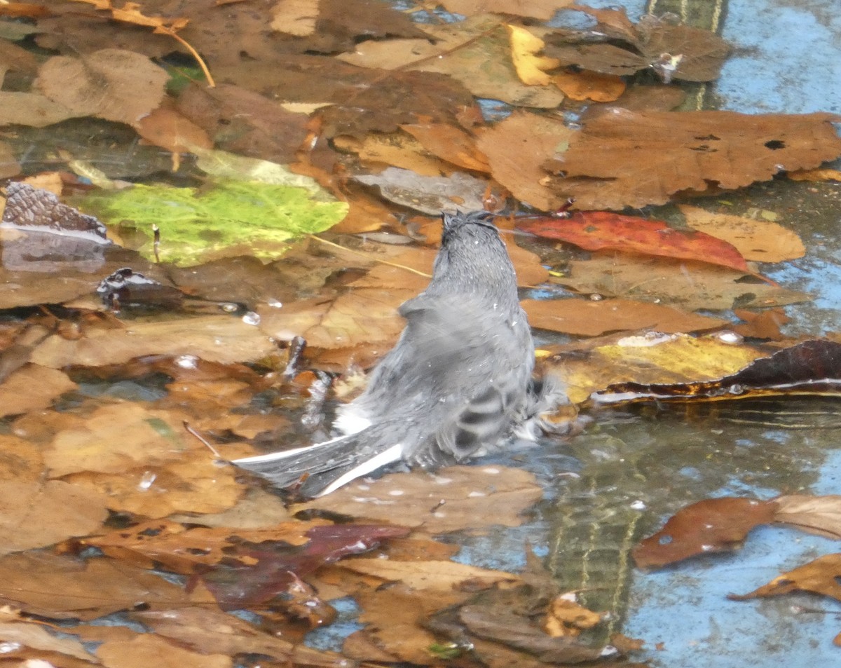 Dark-eyed Junco - ML643505089
