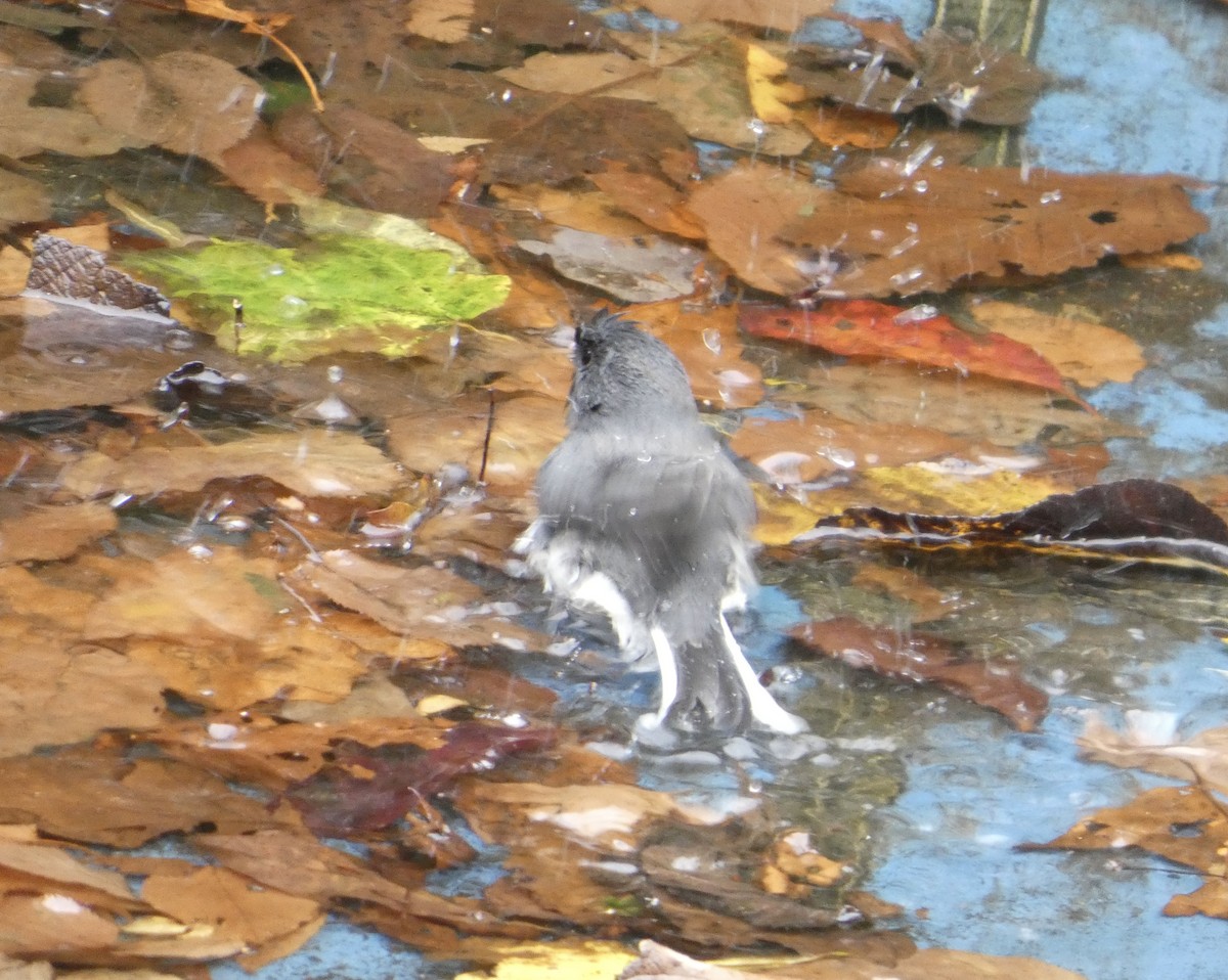 Dark-eyed Junco - ML643505091