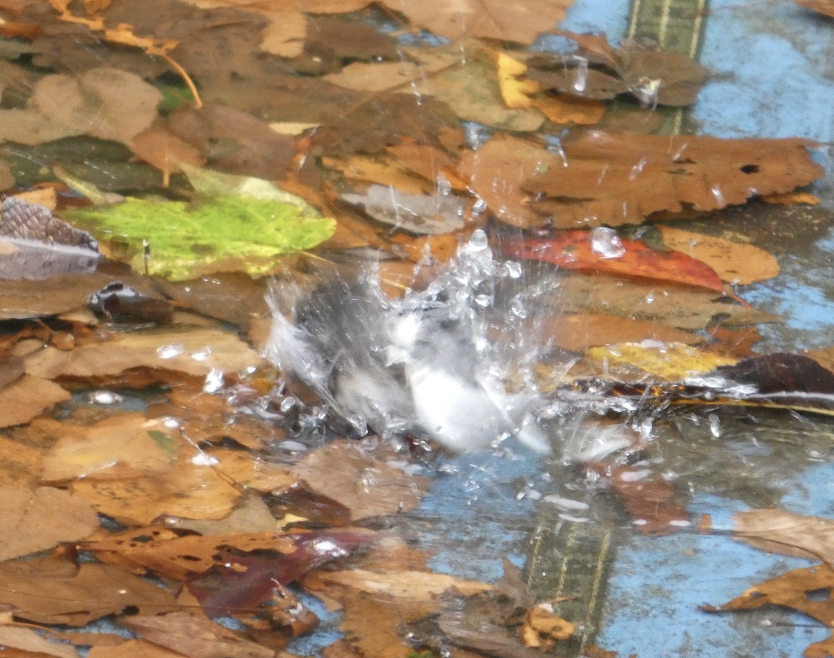 Dark-eyed Junco - ML643505092