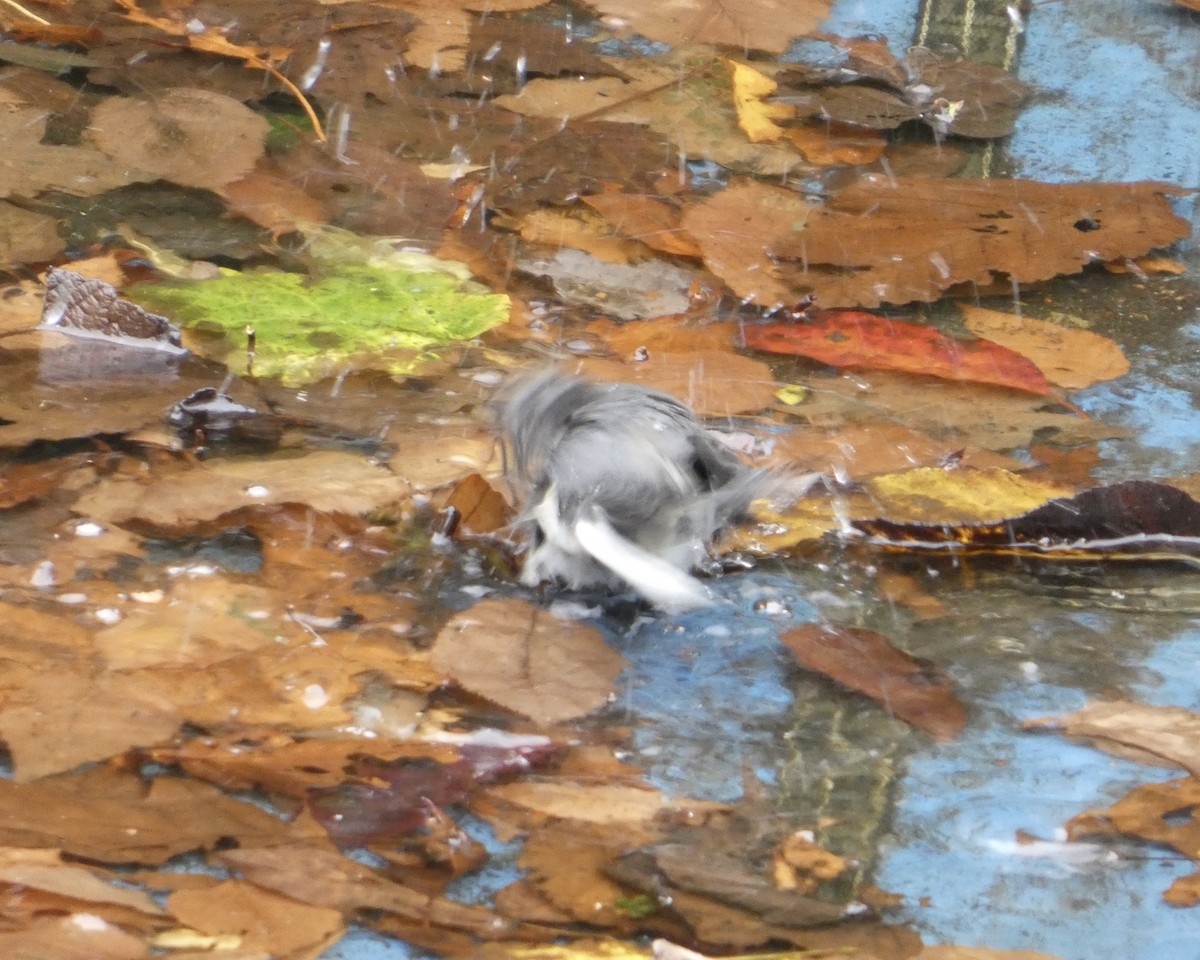 Dark-eyed Junco - ML643505093
