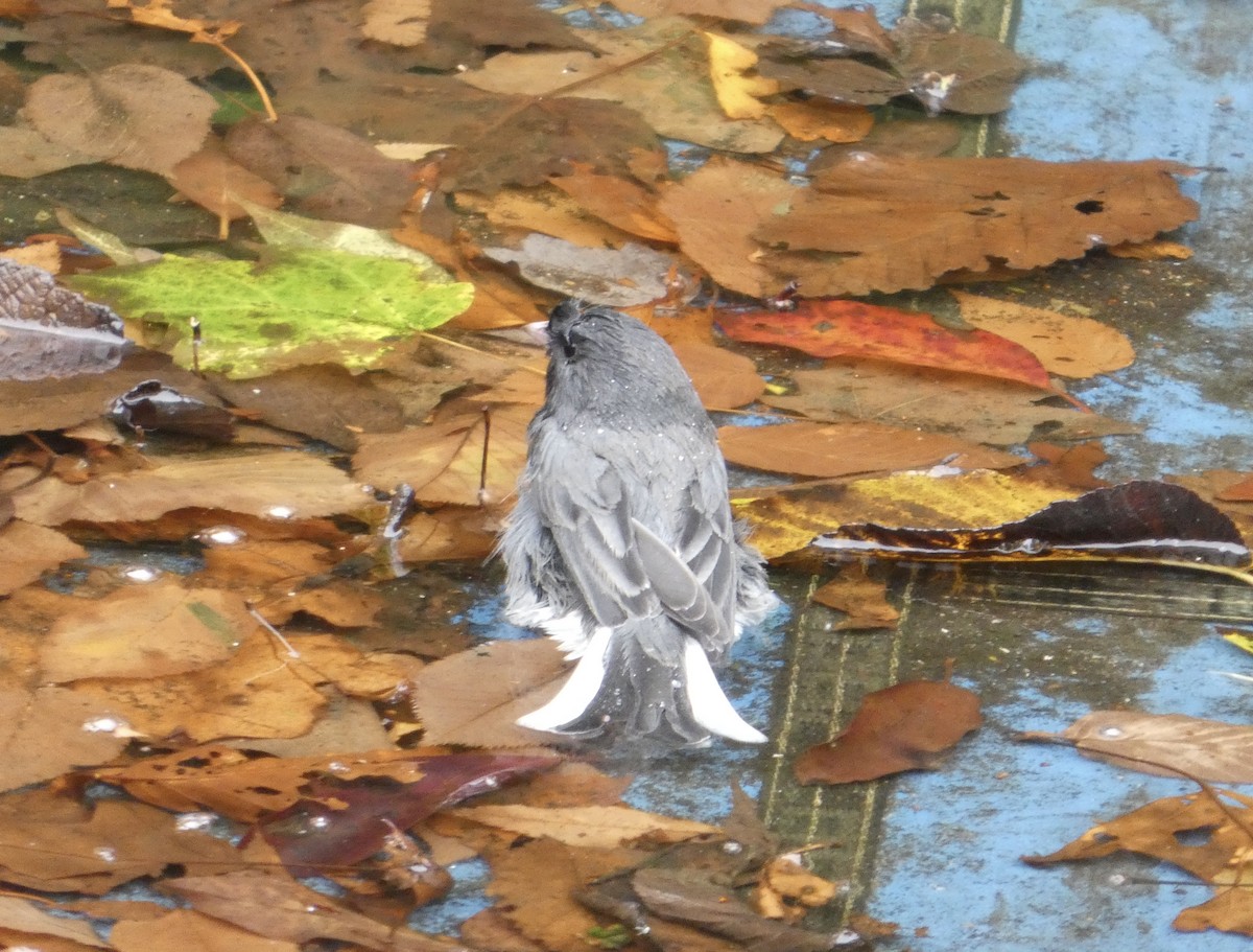 Dark-eyed Junco - ML643505094