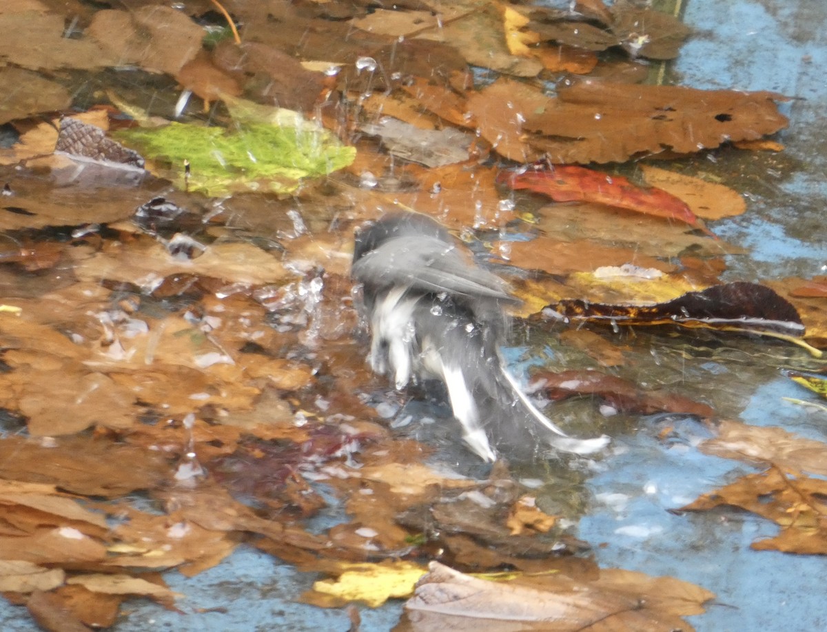 Dark-eyed Junco - ML643505096