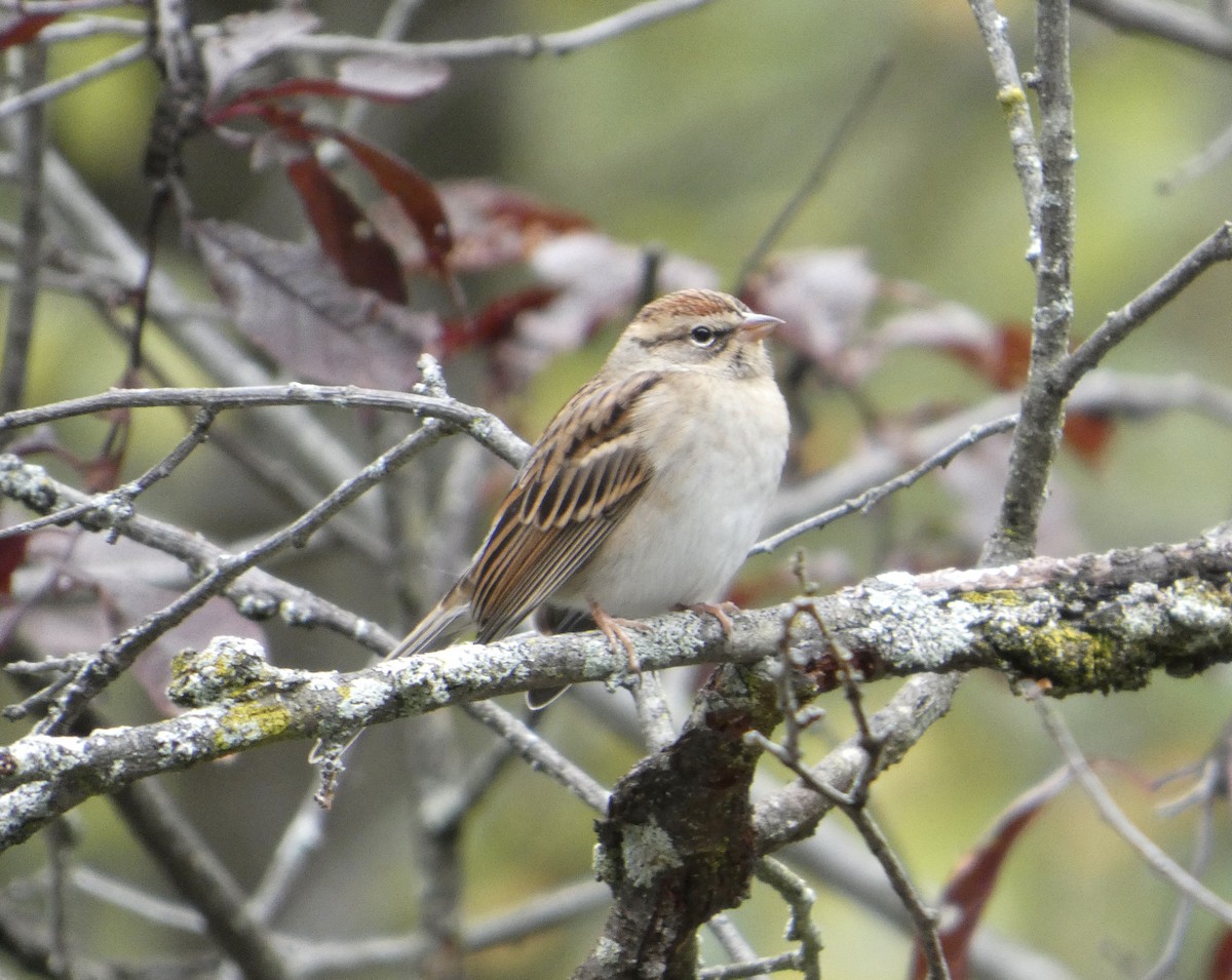 Chipping Sparrow - ML643505106