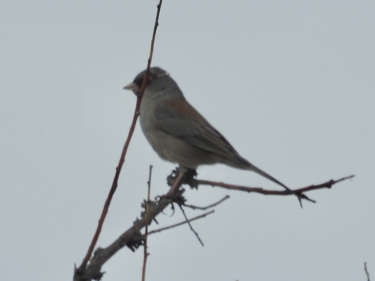 Dark-eyed Junco (Gray-headed) - ML643505107