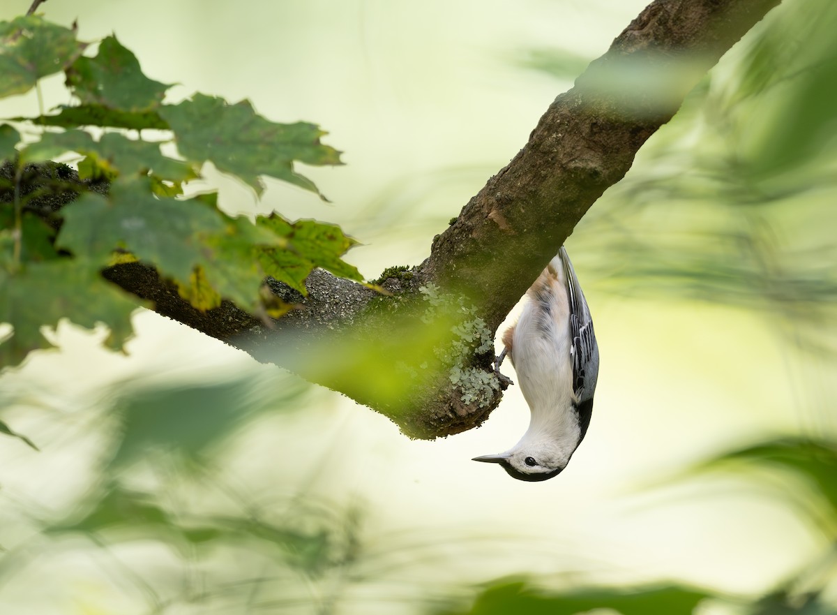 White-breasted Nuthatch - ML643505114