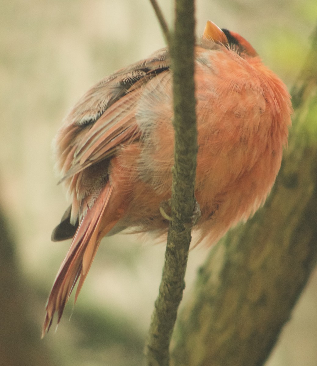 Northern Cardinal - ML643505117