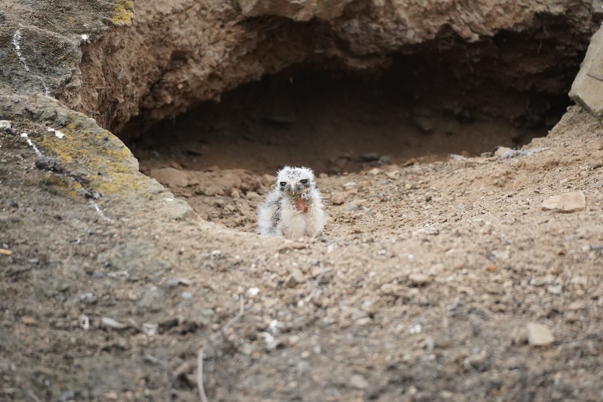 Burrowing Owl - ML643505140