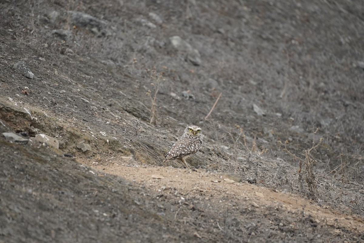 Burrowing Owl - ML643505141