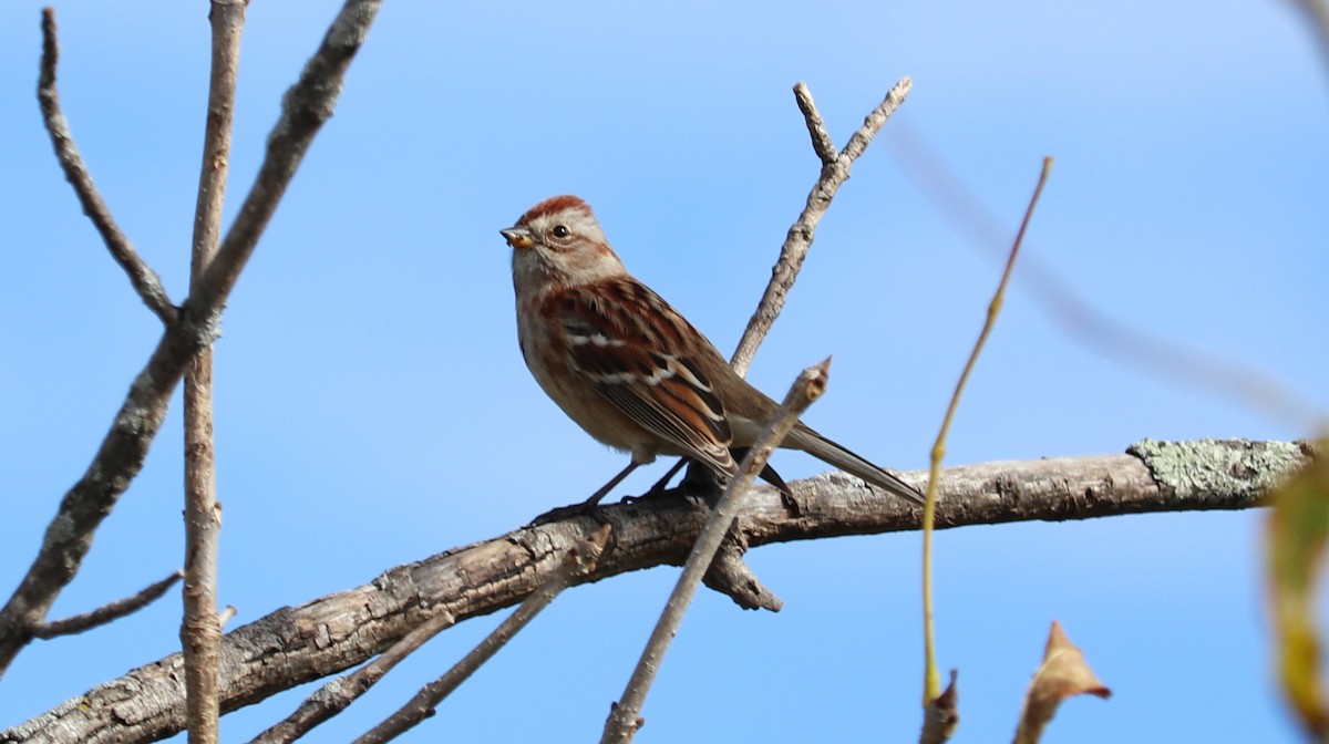 American Tree Sparrow - ML643505142
