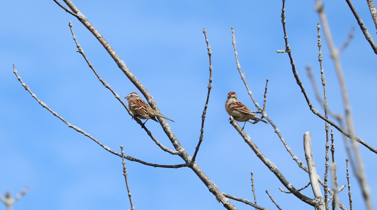 American Tree Sparrow - ML643505148