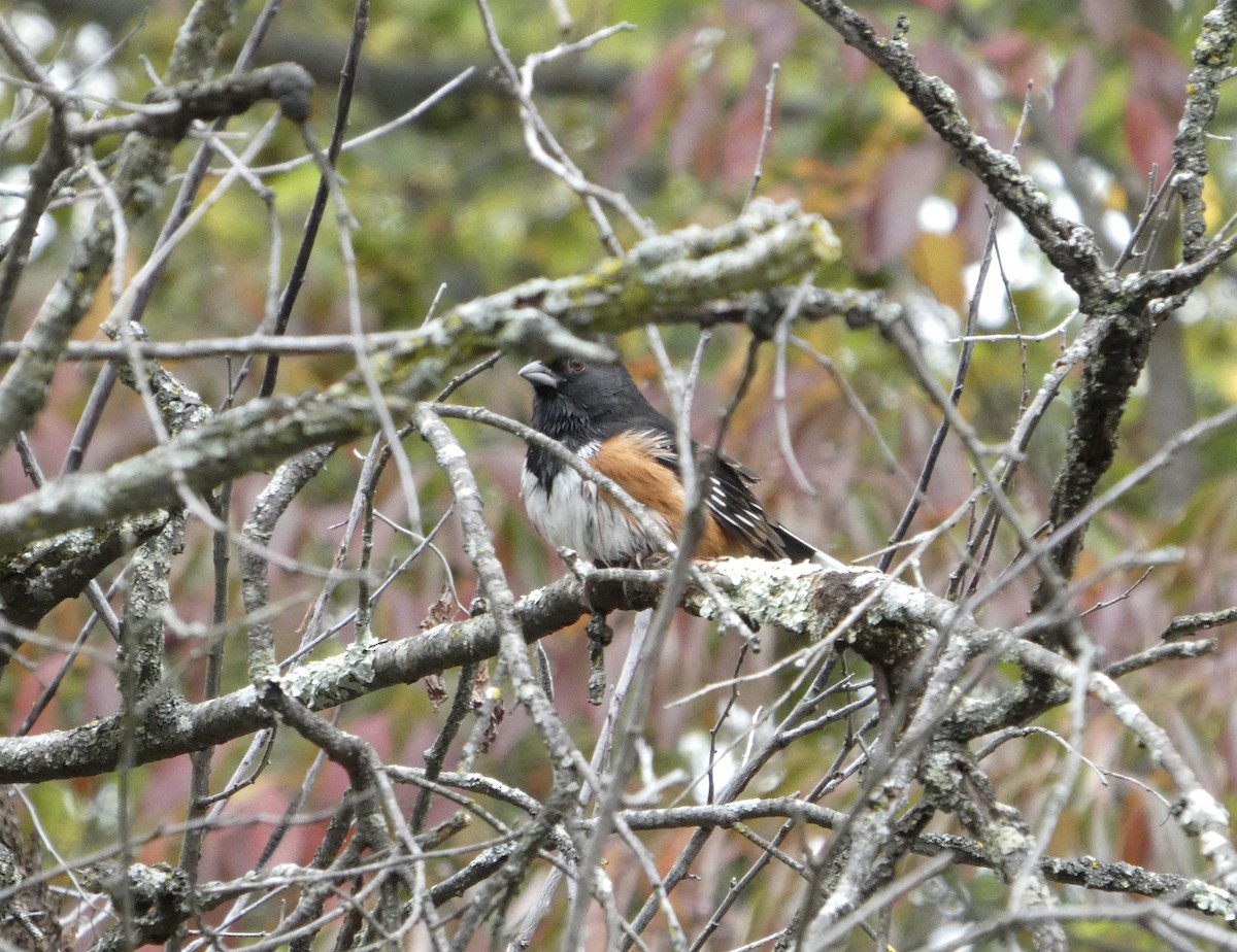 Eastern Towhee - ML643505153