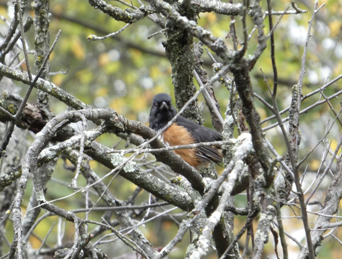 Eastern Towhee - ML643505154