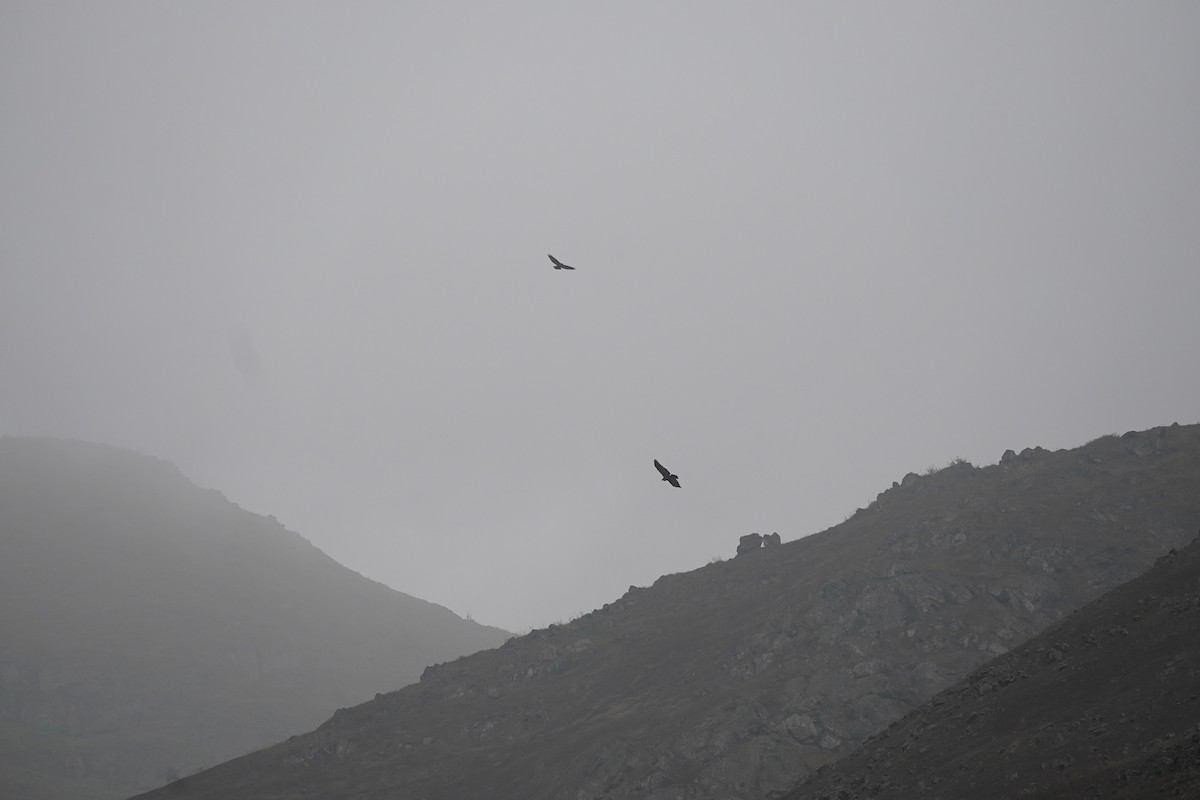 Black-chested Buzzard-Eagle - ML643505160