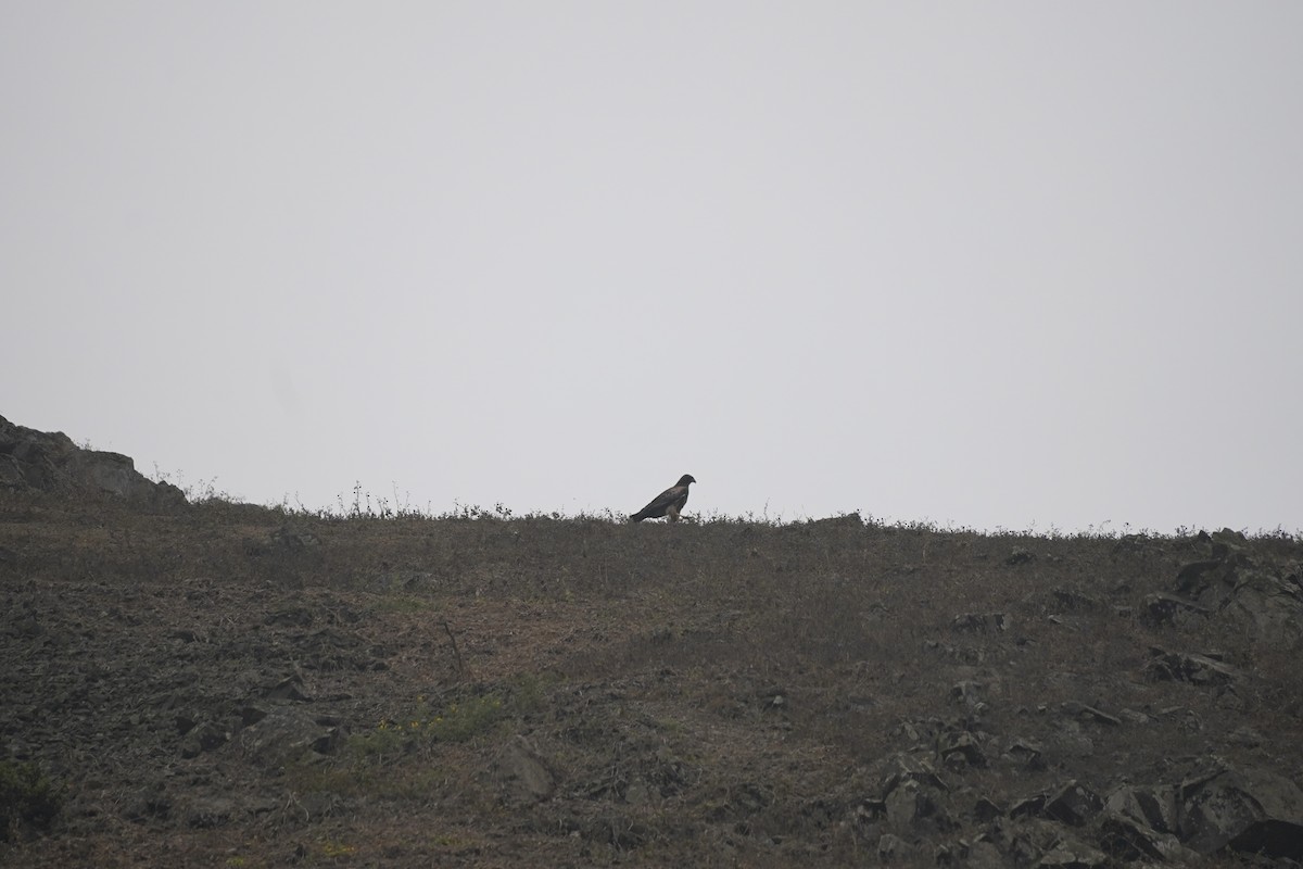 Black-chested Buzzard-Eagle - ML643505162