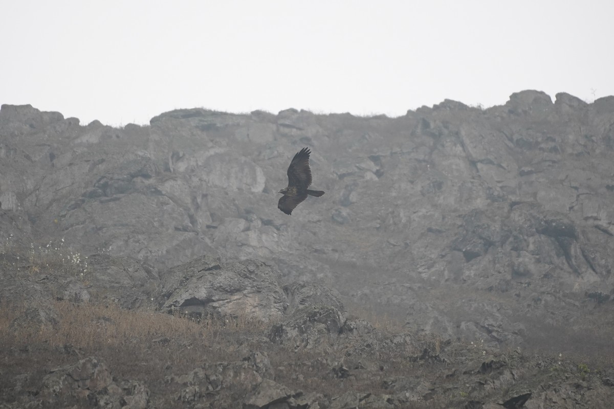 Black-chested Buzzard-Eagle - ML643505163