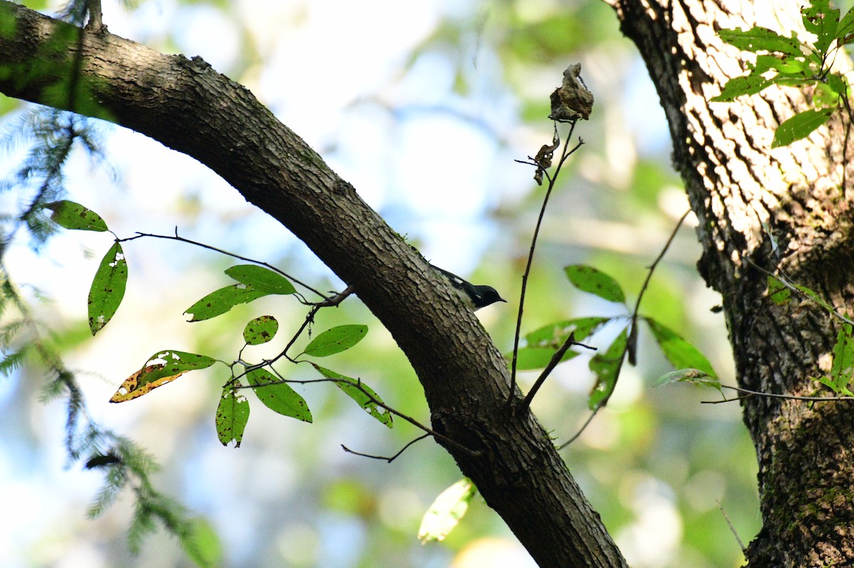 Black-throated Blue Warbler - ML643505173